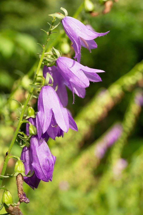 What are the best places to see bluebell woods in the UK?